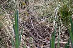 Can you find the Mallard sitting on her twelve eggs? She is an expert at camouflaging herself from predators...