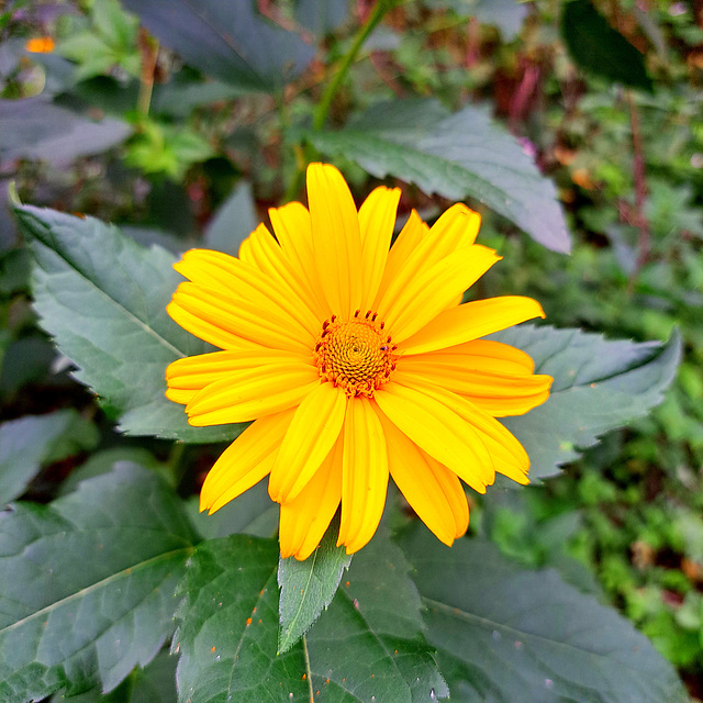 Topinambur (Helianthus tuberosus)