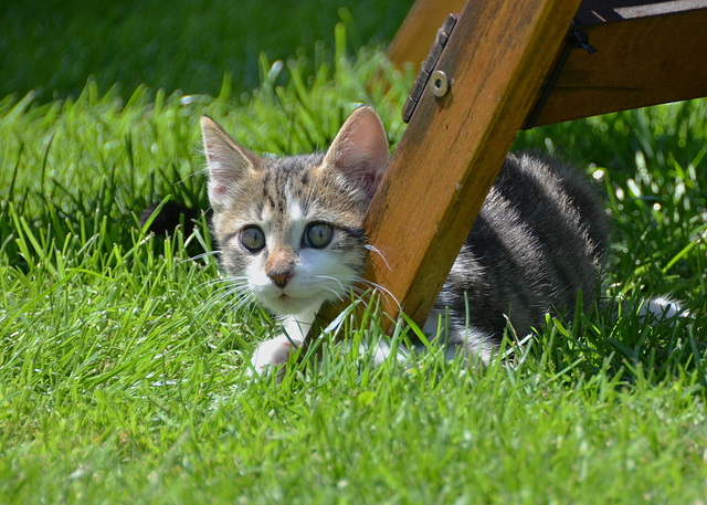 Le 8 août c'est la journée internationale du chat