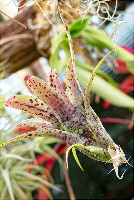 Orchid Plants 04 Orchid Plants 04