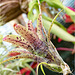 Orchid Plants 04