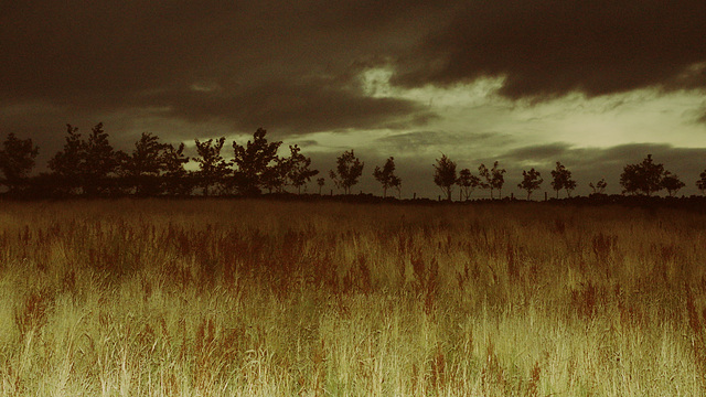 The Alpaca field