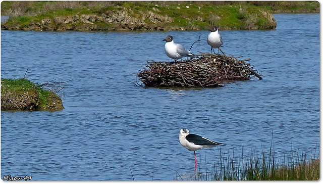 PARC du TEICH (33 Gironde)