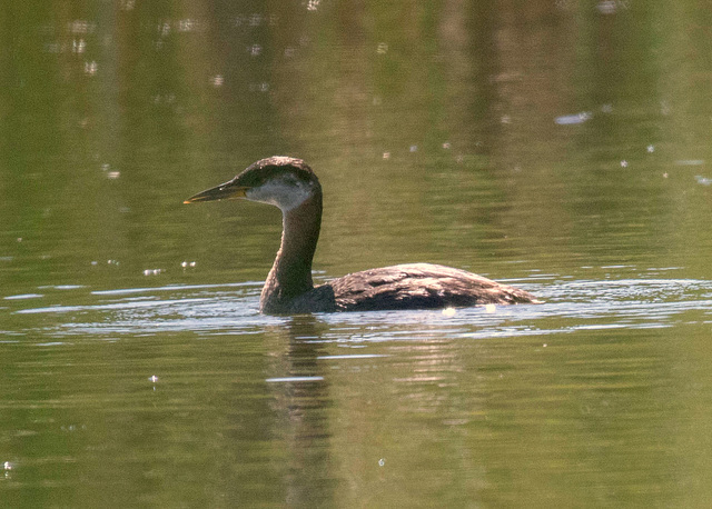 Red-Necked Grebe