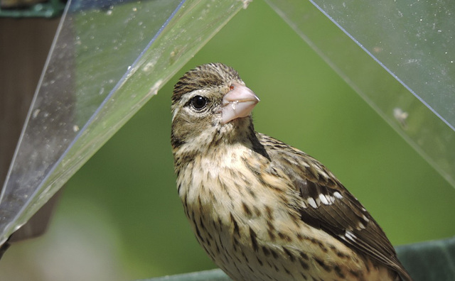 Rose-breasted Grosbeaks