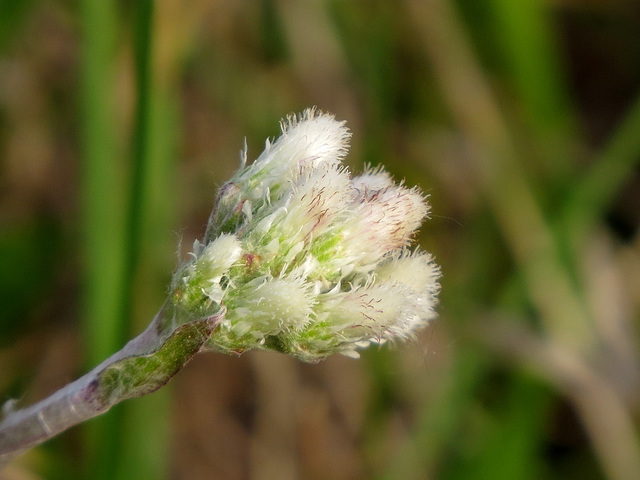 Pussytoes (Antennaria)