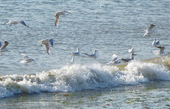 vague à l'âme