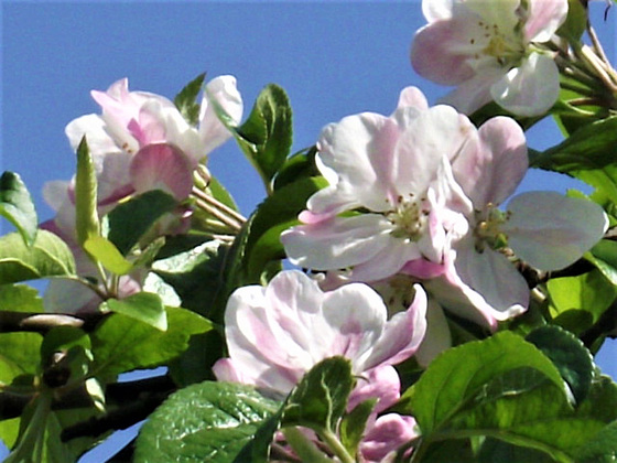 The pale pink is on the inside of the blossom