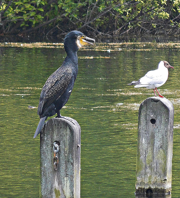 Cormorant