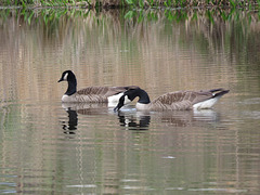 Canada geese