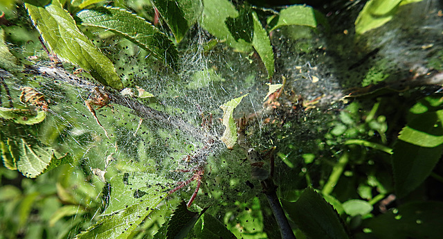 20200517 7425CPw [D~LIP] Schlehe (Prunus spinosa agg), [Schwarzdorn], [Schlehendorn], [Gespinnst der Pflaumen-Gespinstmotte (Yponomeuta padella)?], UWZ, Bad Salzuflen, Schlehe Prunus spinosa agg), Mau