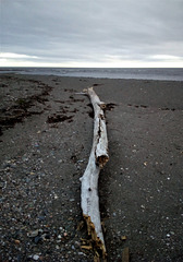 T de plage / T-beach eyesight