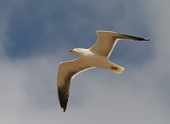 Mouette