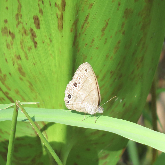 Carolina satyr