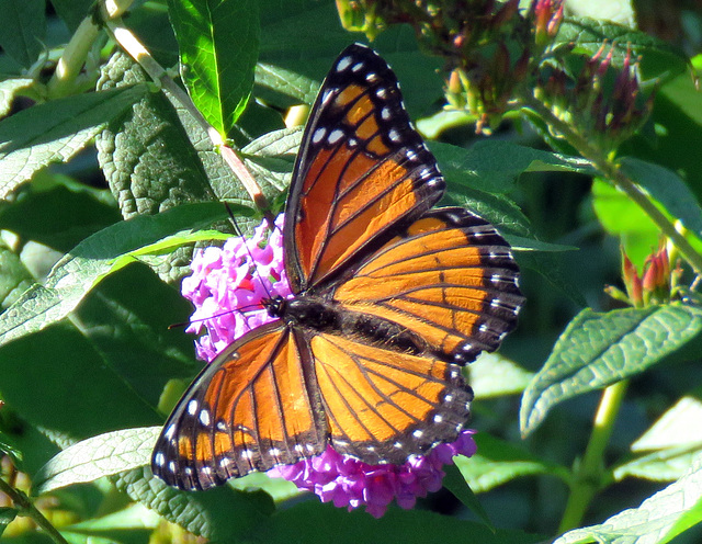 Viceroy (Limenitis archippus)