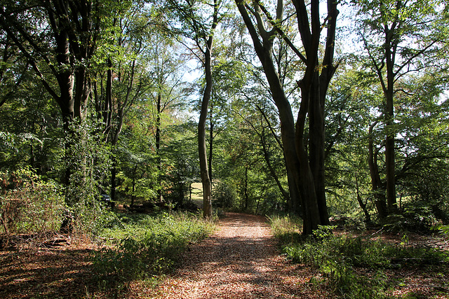 Hattingen-Niederstüter / 216.08.2020