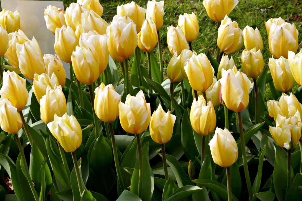 Tulpen