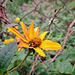 Topinambur (Helianthus tuberosus)