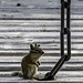 Columbian ground squirrel (© Buelipix)