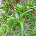 Orchid Plants 05