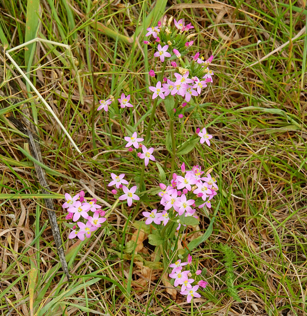 Common centaury