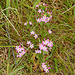Common centaury