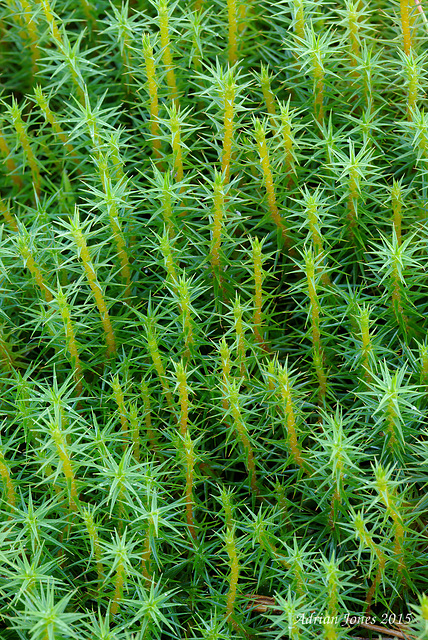 Polytrichum commune var. commune