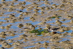 20140907 4836VRAw [NL] Steinwälzer (Arenaria interpres), Terschelling