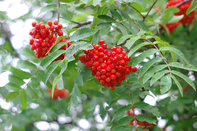 Rowan Berries