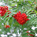 Rowan Berries