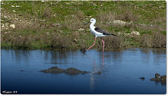 PARC du TEICH (33 Gironde)