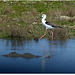 PARC du TEICH (33 Gironde)