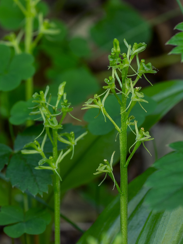 Liparis loeselii (Loesel's Twayblade orchid)