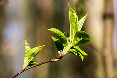 20150406 7581VRAw [D~SHG] Blätter, Baggersee,  Rinteln