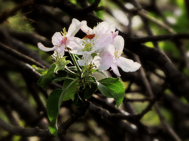 Wild growing apple trees along the trail