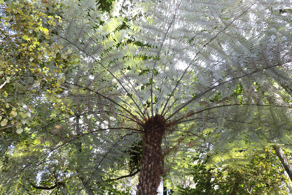 1T0A0950  New Zealand Silver tree fern pip