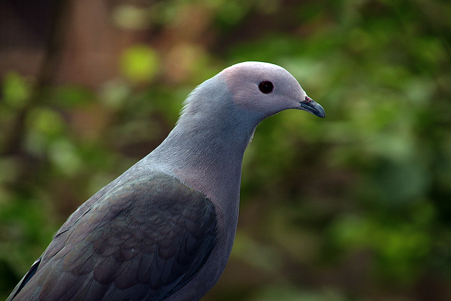 Dans la serre tropicale des oiseaux , une réelle curiosité