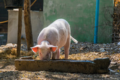 Zwischehalt in der Nähe von Myinmu am Irrawaddy (© Buelipix)