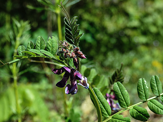 20200517 7426CPw [D~LIP] Zaun-Wicke (Vicia sepium), UWZ, Bad Salzuflen