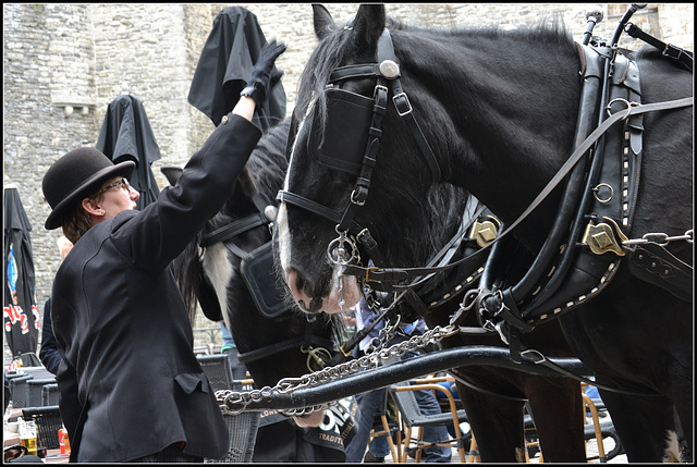 Horse Dresseuce from Omer Beer Brugge[  On  Explore ]