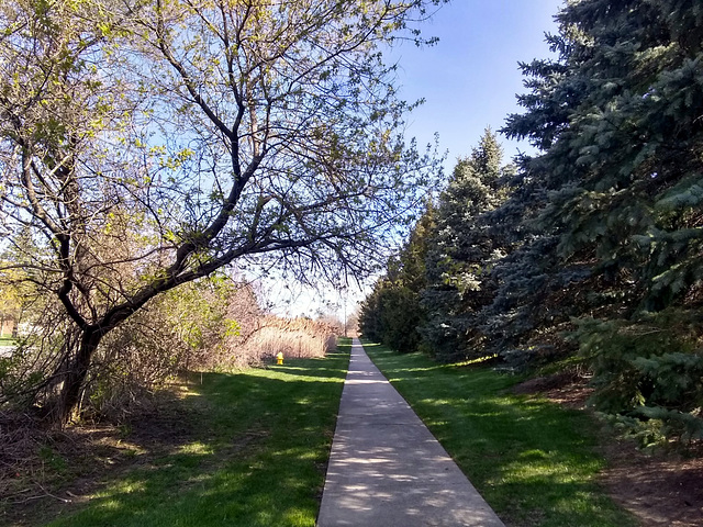 Maggie's morning trail.