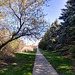 Maggie's morning trail.