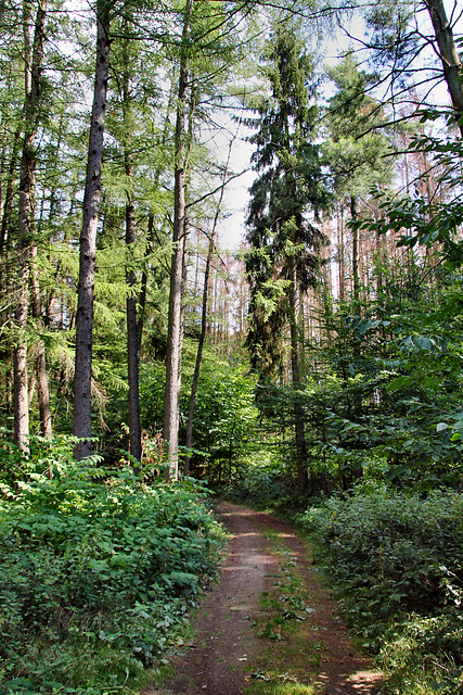 Waldweg (Hattingen-Niederstüter) / 16.08.2020