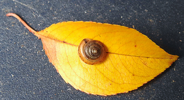 20211004 3013CPw [D~LIP] Dunkles Kegelchen (Euconulus praticola), Bad Salzuflen