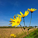 Topinambur (Helianthus tuberosus)