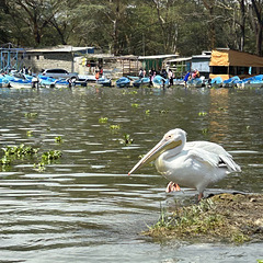 Pelikan at Lake Naivasha.