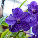 Orchid Plants 06