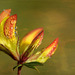 Gewone rolklaver (Lotus corniculatus var. corniculatus)...