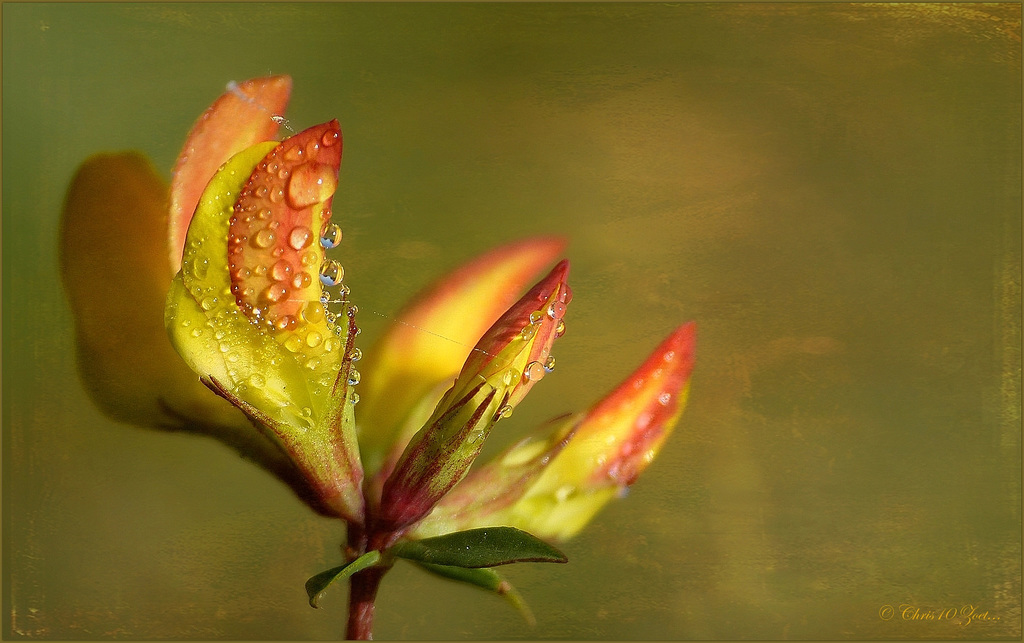 Gewone rolklaver (Lotus corniculatus var. corniculatus)...