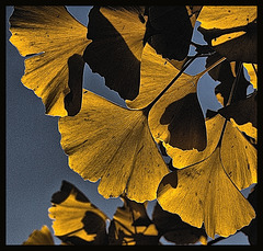 Gingko